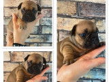5 chiots Bouledogues Français à réserver LOF