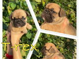 5 chiots Bouledogues Français à réserver LOF