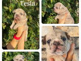 5 chiots Bouledogues Français à réserver LOF