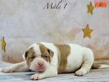 Magnifiques chiots Bouledogue Américain à vendre
