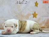 Magnifiques chiots Bouledogue Américain à vendre