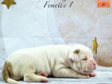 Magnifiques chiots Bouledogue Américain à vendre