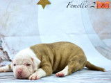 Magnifiques chiots Bouledogue Américain à vendre