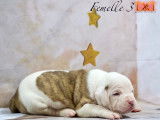 Magnifiques chiots Bouledogue Américain à vendre