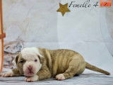Magnifiques chiots Bouledogue Américain à vendre