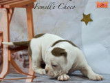 Magnifiques chiots Bouledogue Américain à vendre