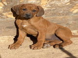 Chiots de race Rhodesian Ridgeback &agrave; vendre (5 femelles & 4 m&acirc;les)