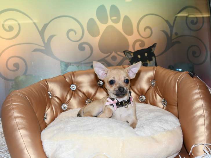 Femelle Chihuahua à vendre