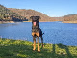 Étalon beauceron pour saillie