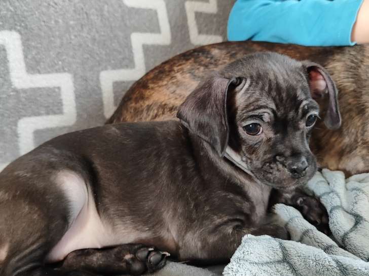 Bullhuahua, chiots Bouledogue Français croisés Chihuahua à vendre