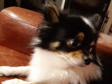 De type Chihuahua disponible pour saillie