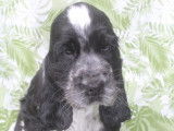 Timmy