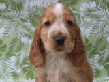 Chiots mâles Cocker Anglais LOF à vendre