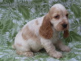 Chiots mâles Cocker Anglais LOF à vendre