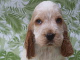 Chiots mâles Cocker Anglais LOF à vendre
