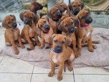 Chiots Rhodesian Ridgeback Lof