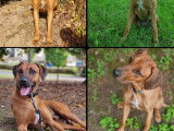 Chiots Rhodesian Ridgeback Lof