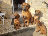Chiots Rhodesian Ridgeback Lof