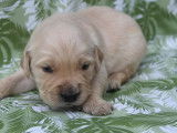 Chiots Golden Retriever LOF à vendre