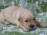 Chiots Golden Retriever LOF à vendre