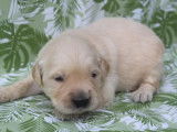 Chiots Golden Retriever LOF à vendre