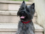 Cairn Terrier mâle disponible pour saillie
