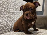 Chiots American Bully Pocket &agrave; vendre