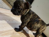Chiots American Bully Pocket &agrave; vendre