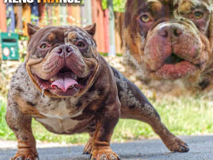 Male Bully micro disponible pour saillie