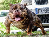 Male Bully micro disponible pour saillie