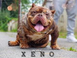 Male Bully micro disponible pour saillie