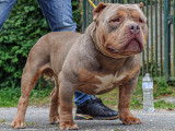 Étalon Bully pocket pour saillie