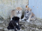 Chiots Akita Inu LOF femelles
