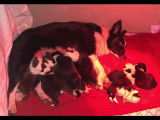 Chiots Border Collie à vendre