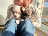Chiot Chihuahua issu de parents LOF à vendre