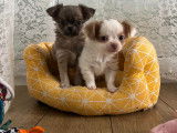 Chiot Chihuahua issu de parents LOF à vendre
