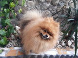 Magnifique Spitz Poméranien
