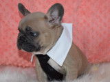 Superbe chiot Bouledogue Fran&ccedil;ais m&acirc;le blue fawn &agrave; vendre