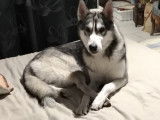 Husky Sib&eacute;rien disponible pour saillie