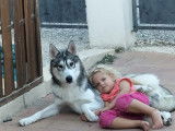 Husky Sib&eacute;rien disponible pour saillie