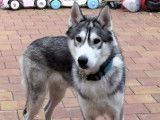 Husky Sib&eacute;rien disponible pour saillie