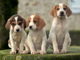 Superbes chiots Lucernois crois&eacute;s &Eacute;pagneul &agrave; vendre