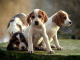 Superbes chiots Lucernois crois&eacute;s &Eacute;pagneul &agrave; vendre