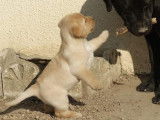 Chiots Labradors noirs ou sable à vendre