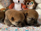 2 chiots m&acirc;les Shiba Inus roux LOF &agrave; r&eacute;server