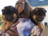 4 chiots Bergers Allemands LOF à réserver