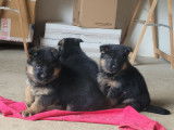 4 chiots Bergers Allemands LOF à réserver