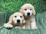 Des chiots Golden Retrievers LOF à réserver