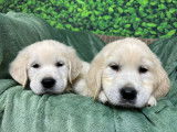 Des chiots Golden Retrievers LOF à réserver