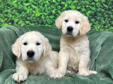 Des chiots Golden Retrievers LOF à réserver